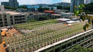 Singapore’s Bold Plan to Build the Farms of the Future